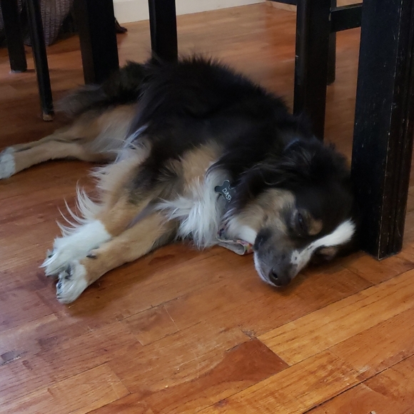 Meet your Posher, Kali - Picture 2 of 2